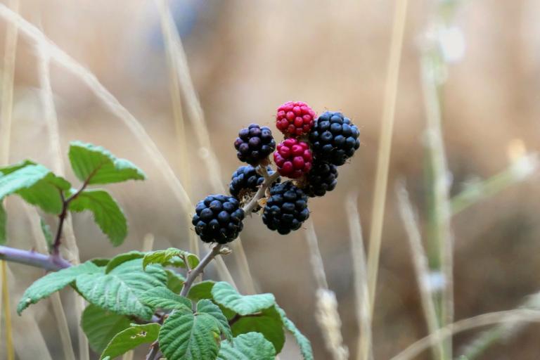 blackberries growing in the wild